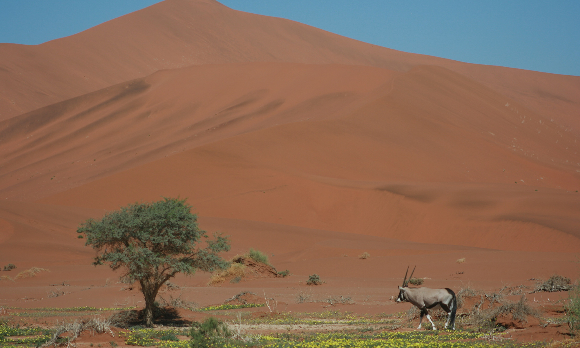 photo of desert