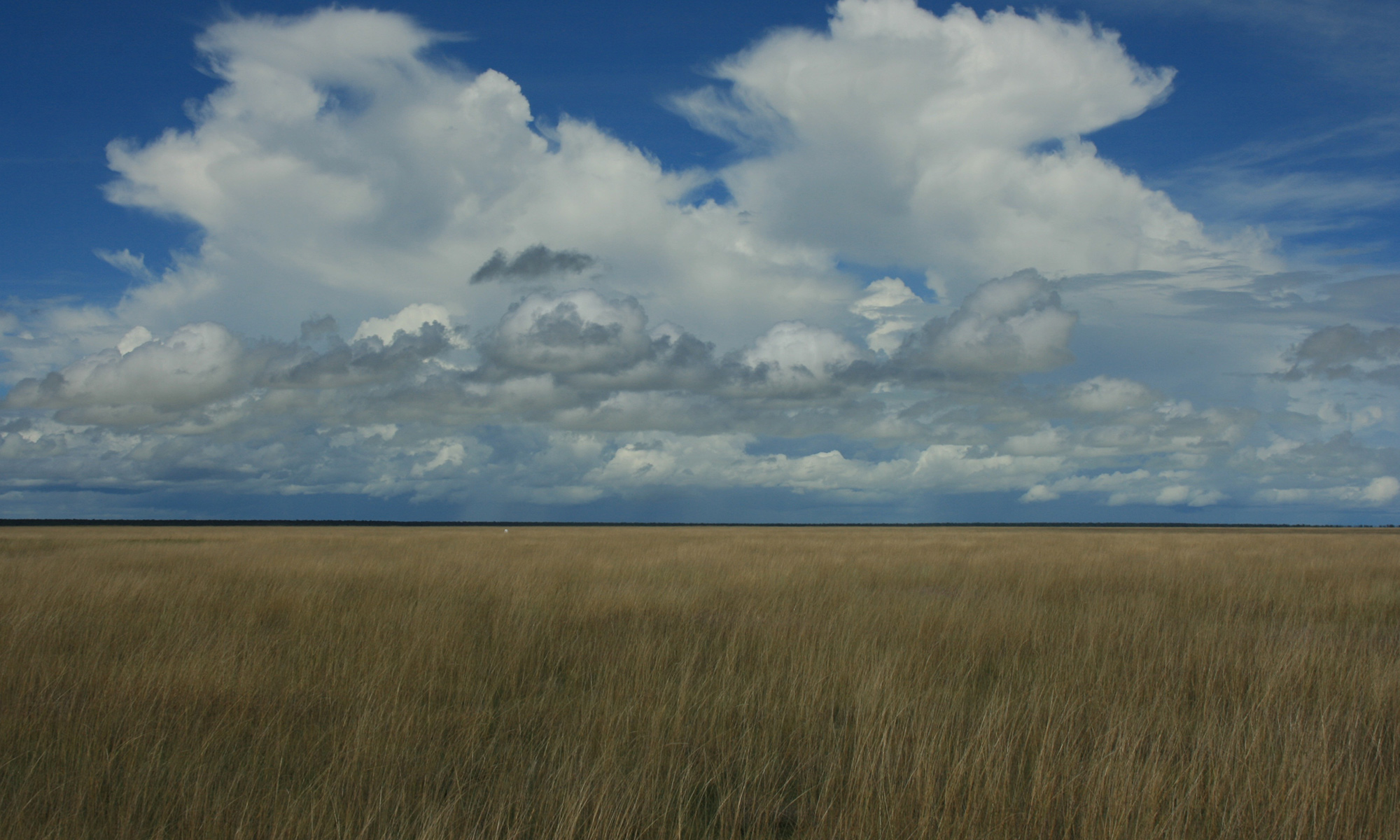 Photo of grasslands