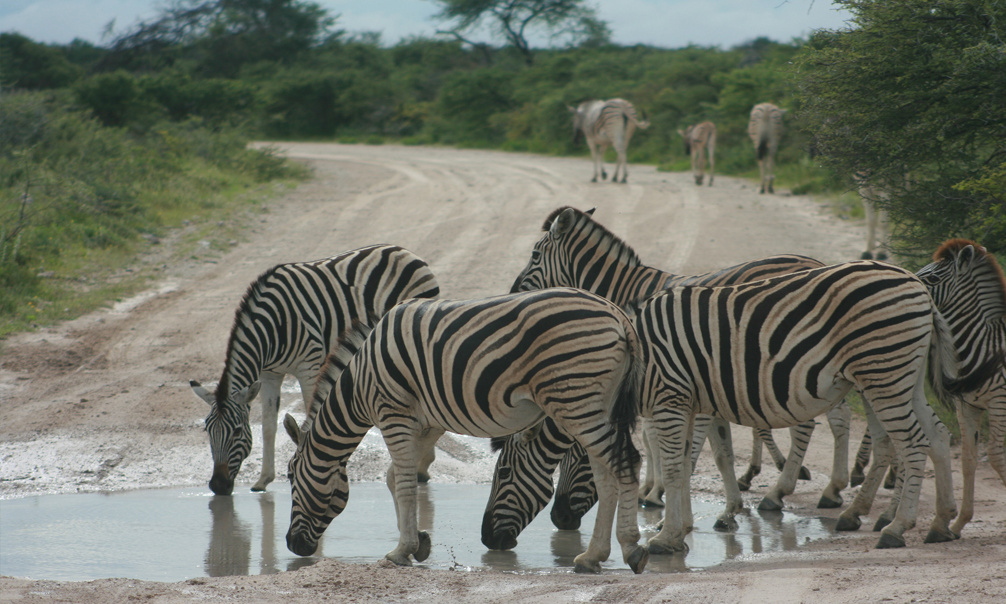 Photo of zebras